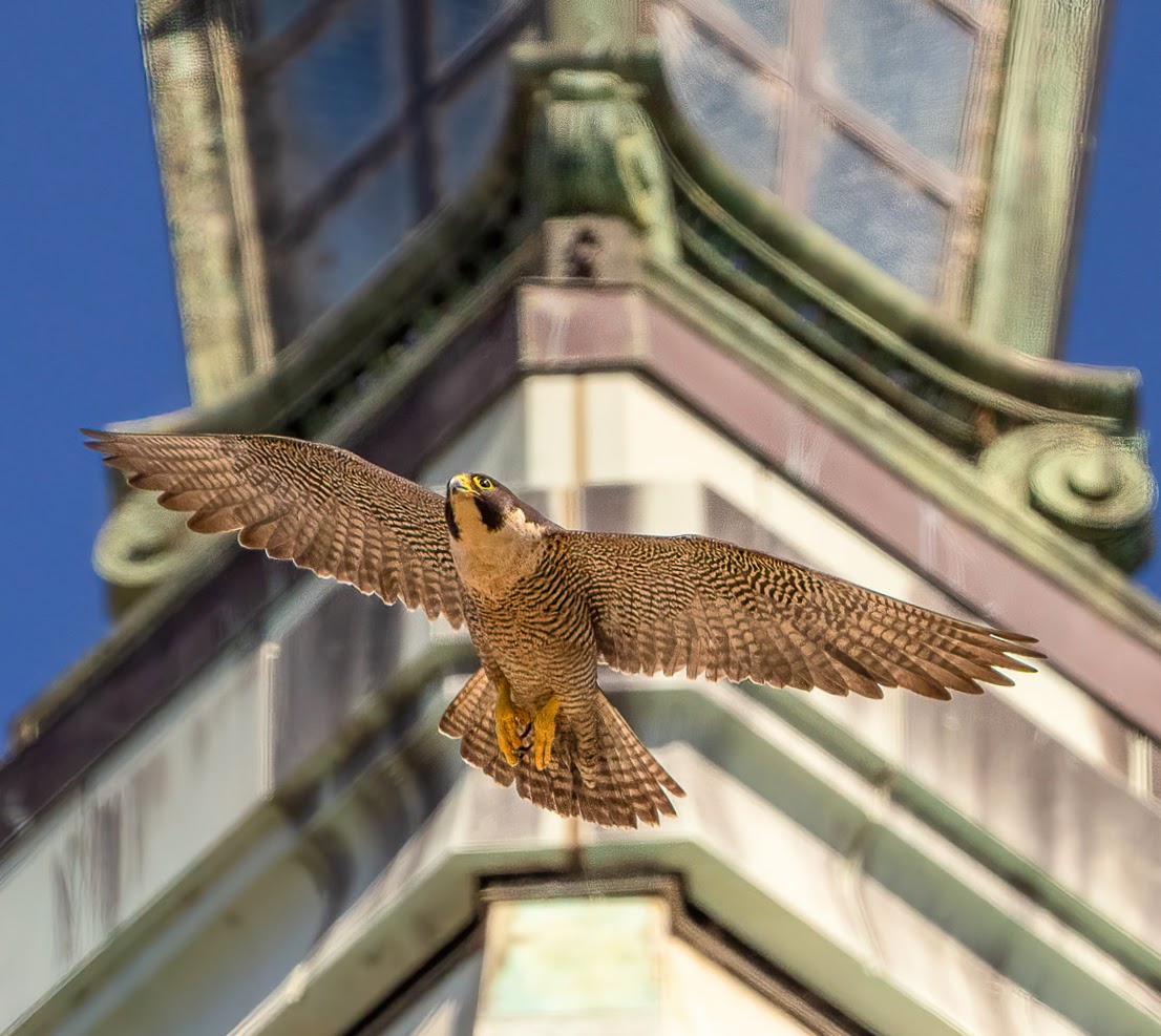 From near-extinction to global celebrity: the story of Annie and California’s peregrine falcons