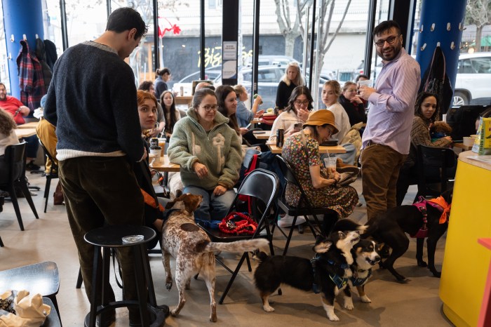 crowd at dog cafe