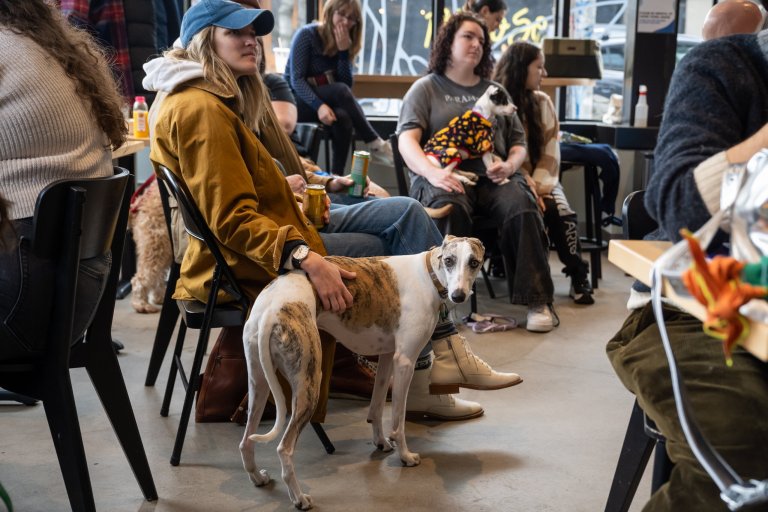 Boris & Horton to close Williamsburg dog café, owners receive death threats over crowdfunding campaign • Brooklyn Paper