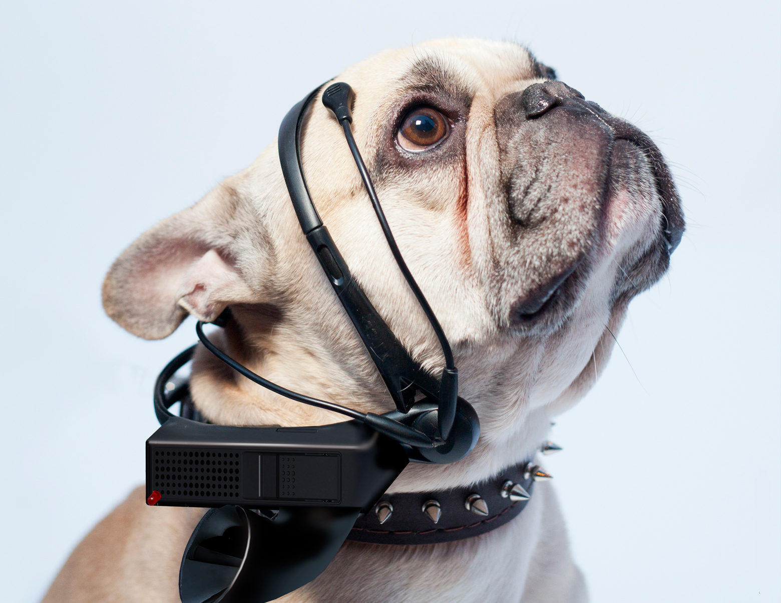 The company that crowdfunded a mind-reading headset for dogs finally admits it never worked