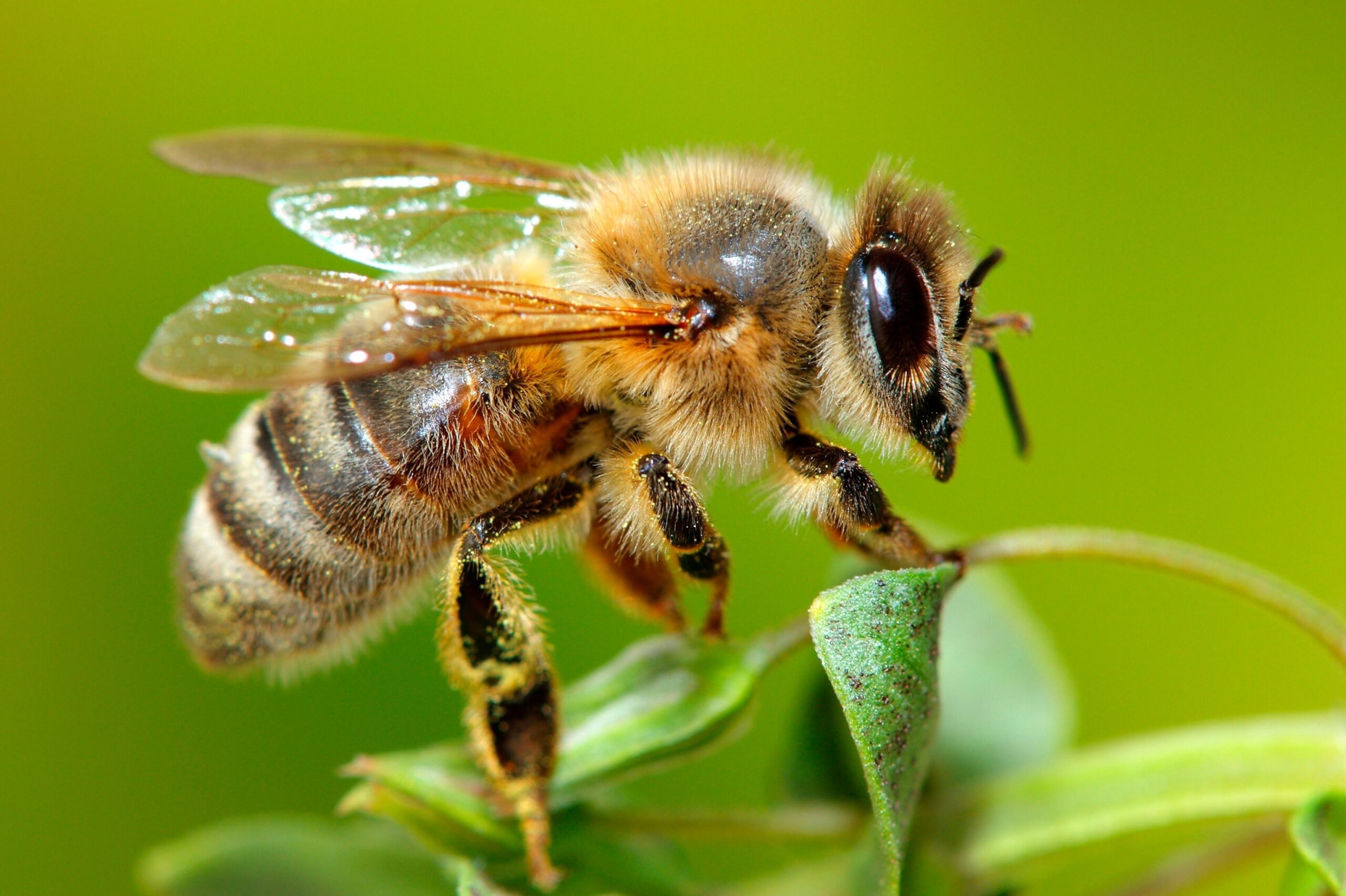 Honey bee colonies could face 70% losses in 2025, impacting agriculture